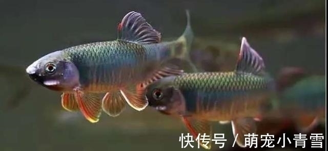 白云金丝|我国最漂亮的原生鱼,未必是鳑鲏和白云金丝,这种小型鱼更漂亮