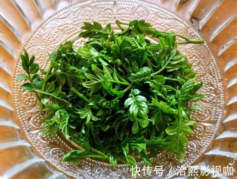 开胃|这种树叶子比嫩香椿还香,吃过的人不多,简单拌一拌,好吃又开胃