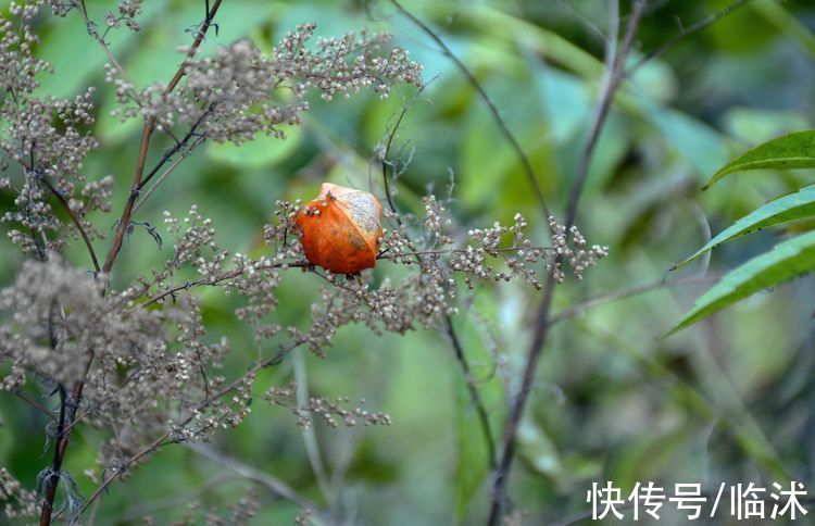 静怡|再游柿子沟