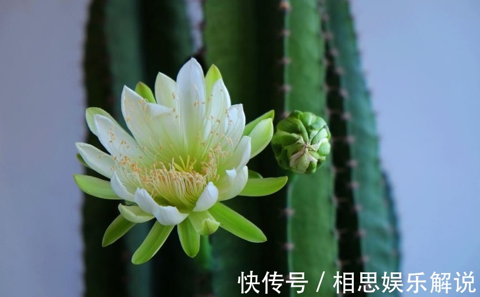 新手养花，不如养护这5款花，好养易活易爆盆，一年四季开花不断