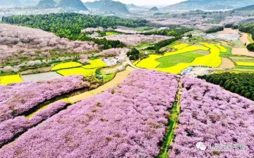 又是一年赏花时！踏春攻略，浪漫花与海