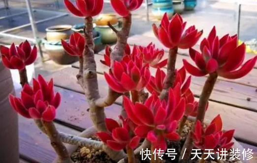 5种精致小巧的多肉植物，个个养成直立桩，造型别致好像艺术品