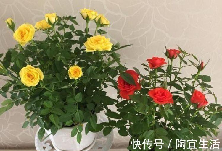 4种花超漂亮,开起花来拦不住,美不胜收