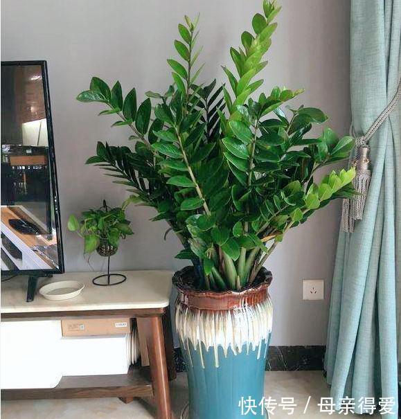 客厅|客厅见树,十家九富,6种富贵树,随便养一盆,子孙一直富