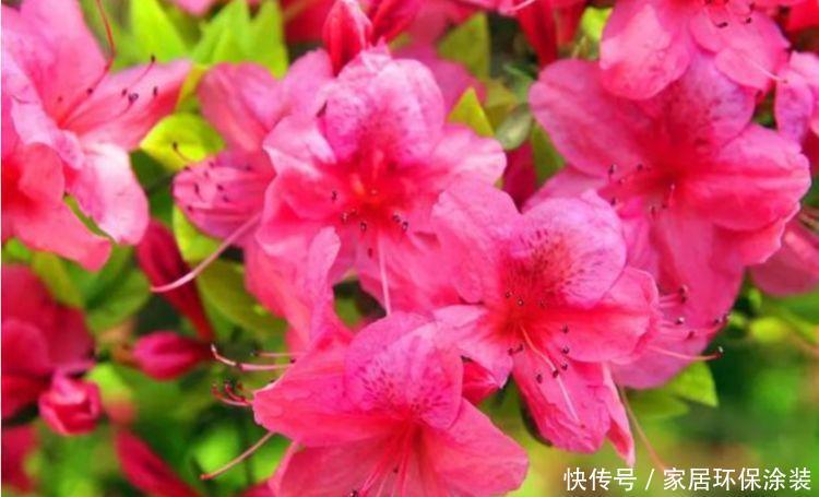 养花就养个花期长的,花大色艳,一次开放100朵