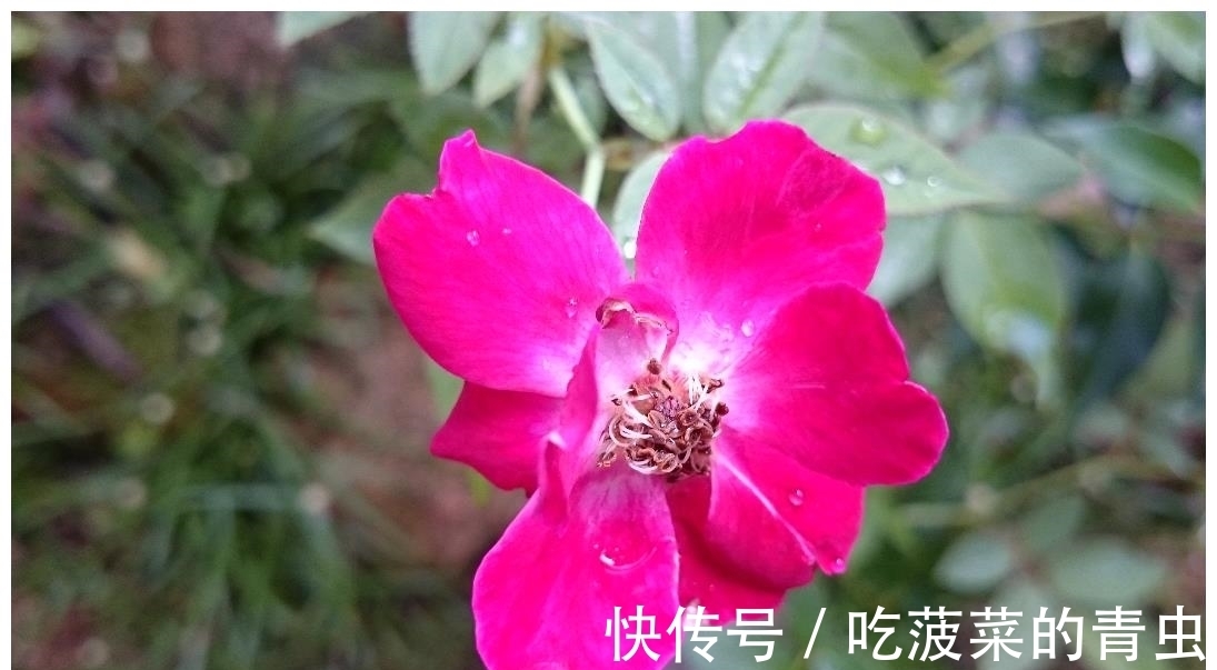 情缘|7月，桃花沦陷，爱情复原，甜蜜相拥，3生肖故人相见，情缘就位