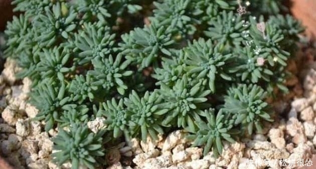 铜钱草|这些盆栽不用管就能长势喜人,吊兰最任性,随便扔个地方都能活