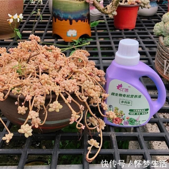 多肉盛夏“浇水经”1分钟学会,度夏不用愁,高温亦无忧