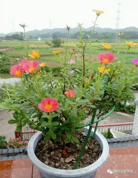 1个小窍门,普通的太阳花也能养成万元盆景老桩,邻居纷纷来学!