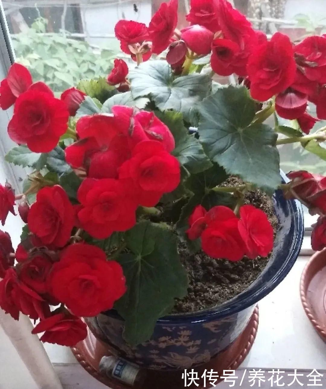 浇水|9种花,夏天休眠了,一定少浇水,否则越浇越死