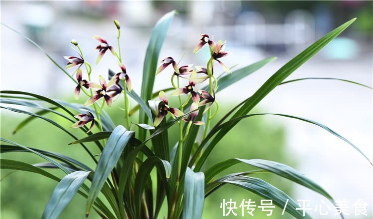 养兰花,浇水2句话,兰花不烂根,越长越旺,蹭蹭冒花苞!