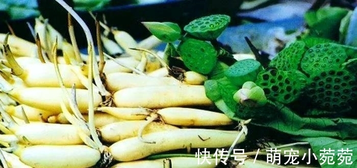 饭键|秋季健脾很重要,分享八种健脾的食物,多吃它们,顺利过秋季