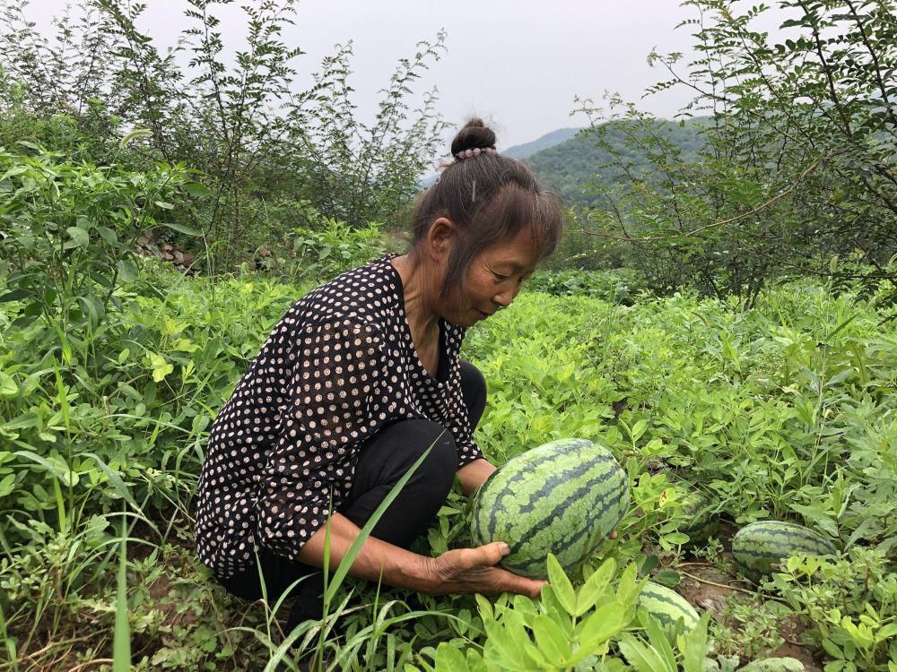 农村俗语：“谷随谷守着哭，瓜见瓜永不发”，你知道是啥意思吗？