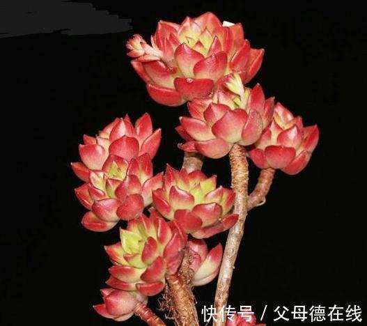 天冷养多肉有7怕,做好7件事多肉不黑腐冻伤安全越冬