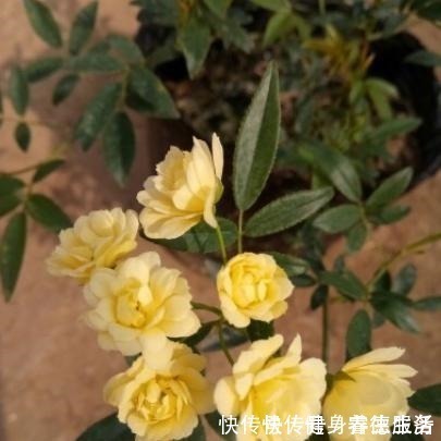 黄木香|养花，就养“3盆花”，花量特别大，一棵繁殖多棵，人见人爱！