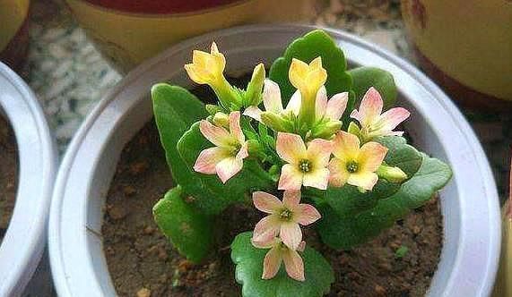 扦插长寿花只需“一根枝”，7天就生根，怎么扦插怎么活