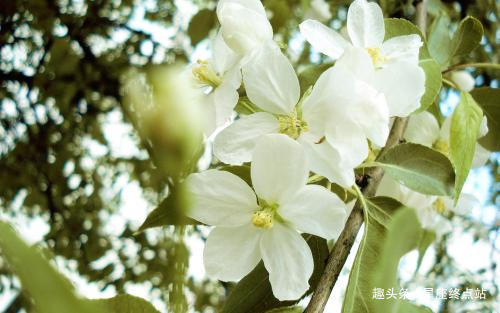 生儿|爸妈中有一人属此生肖，生儿帅气多金，生女漂亮福旺，成龙成凤