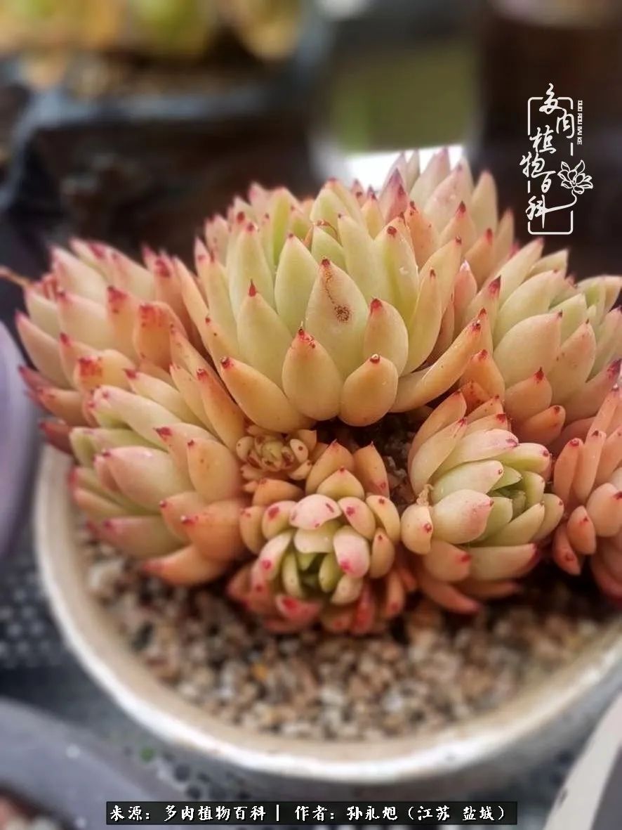 养多肉三年多九万里悟道，终归诗酒田园！