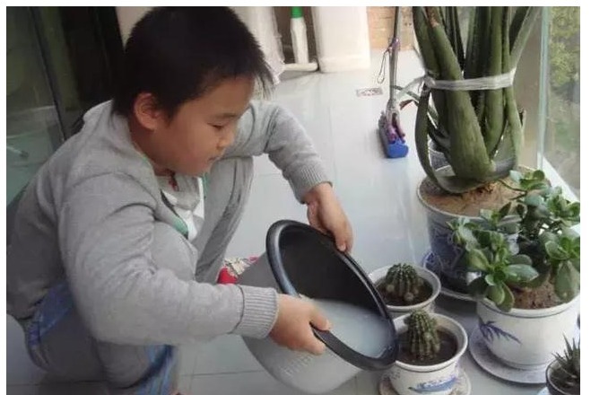 橘子皮|还用淘米水浇花没掌握以下正确方法,浇啥死啥!