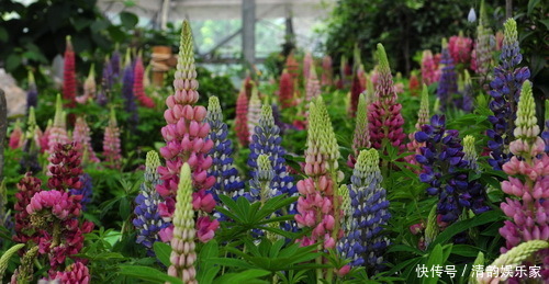 此花是一首歌颂母爱的歌谣,清新靓丽,谱写着伟大的母爱!