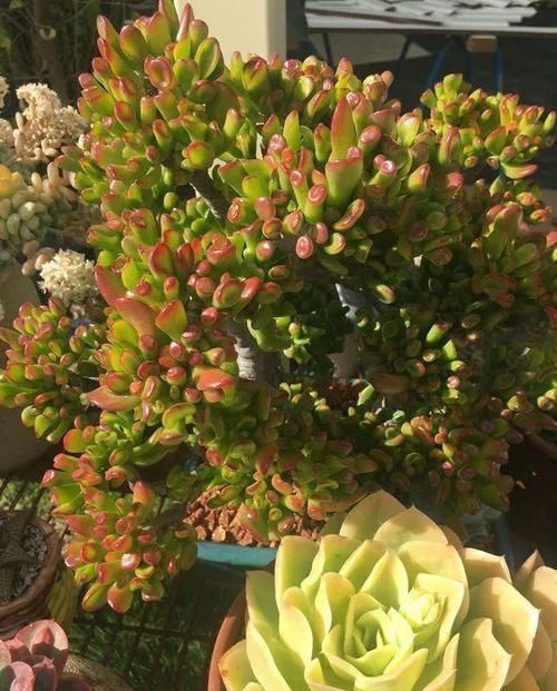 养了20年的玉树，杆子比大腿还粗，满树白花跟下雪了一样