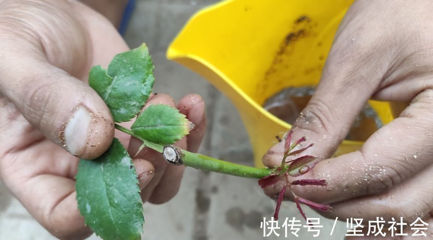 关键点|养花2种扦插方法,掌握“关键点”,扦插不再难,扦插一棵活一棵