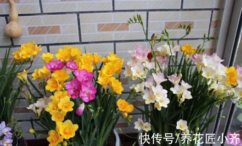 植物|羊粪肥、发酵肥料都不如这“粉末”，定期浇灌，根壮、叶绿、花多