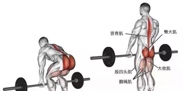 动作|这个动作让人又爱又恨，健身房里好多人在做，也有人从没做