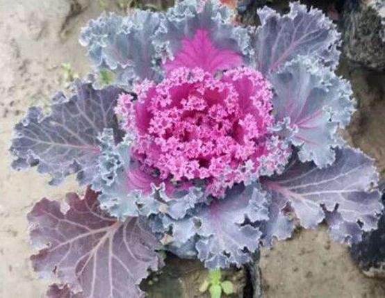 一种“叶牡丹”养家中,既观叶、赏花,又能下锅食用,养了就是赚