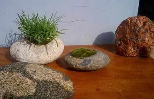 煤块|养花烂根不是大问题!土里埋点它,根须刷刷长满盆,越来越壮实