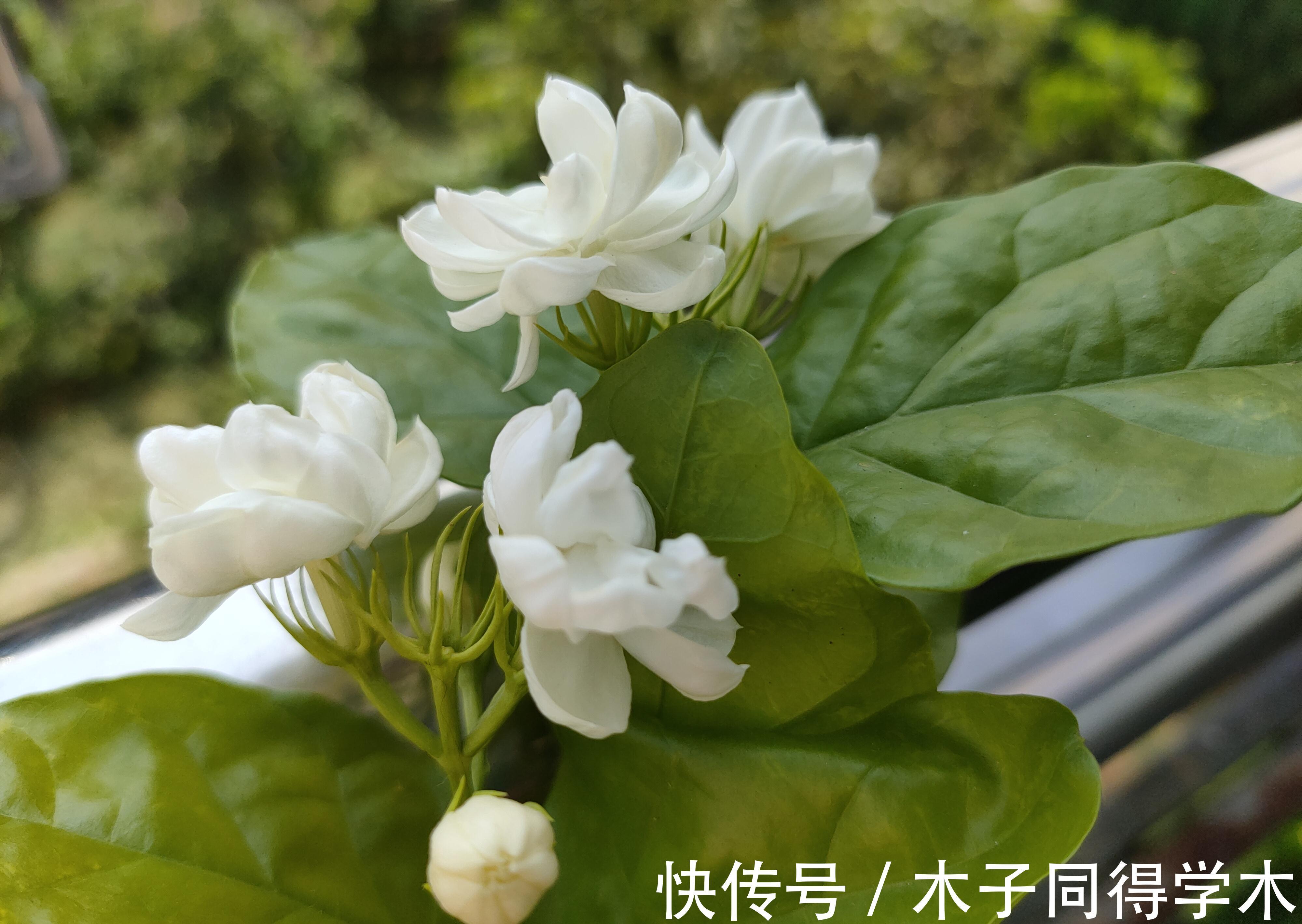 发黄|茉莉花的叶片发黄,给花盆里埋铁钉子,你交了多少“智商税”?