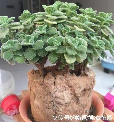 用1种药片水浇花,越浇土壤越疏松,花卉长得旺、不黄叶