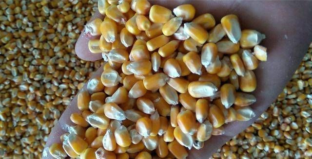 用这种饮料做窝饵,夏钓草鱼效果超棒