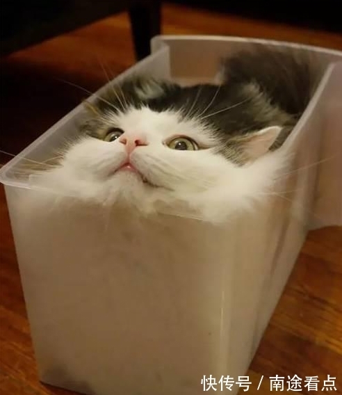 |猫是固体还是液体?搞笑诺贝尔奖得主用理论证明