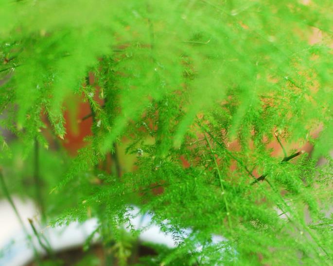 土壤|文竹这样养，人人见了问怎么养的，今天就告诉你