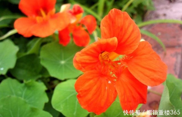 养花就养3种耐旱花,花大色艳四季开花,越养越好养,人见人爱