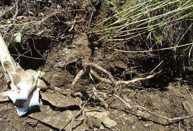 它如今的数量再也经不起采挖,若你家乡也有,请重点保护,别不知