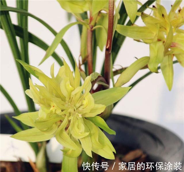 此兰被誉为香花之王,兰香浓烈,花型奇特,入手不后悔