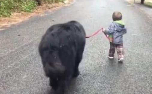 宠物狗|2岁宝宝生气离家出走,出走时还不忘牵着宠物狗,路人哭笑不得