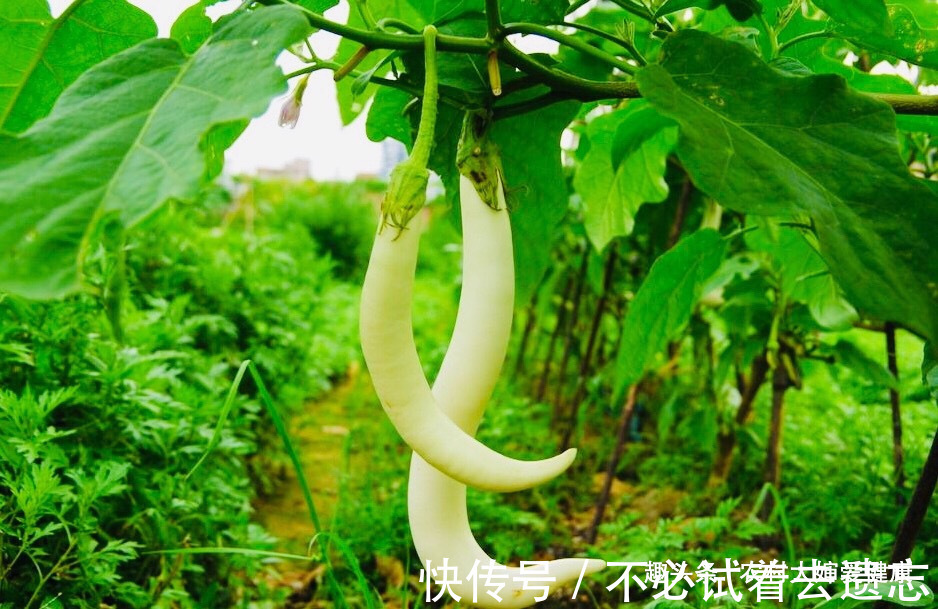 救命瓜|女性最怕妇科病,不防多食“救命瓜”,防止子宫癌,还防心血管