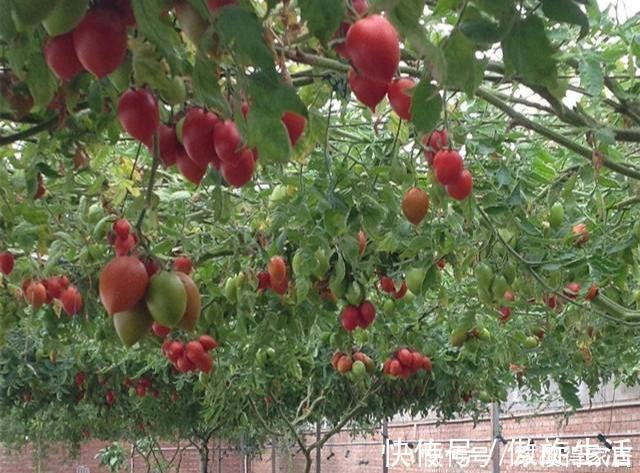 西红柿长成“参大树”,一棵能结果上万个,味美个大吃不完