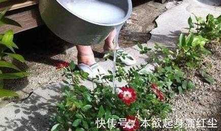 养花|养花必备的“3种水”,家家都有,浇到花盆里,啥花都越养越旺盛