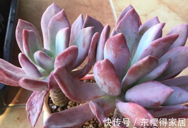 品种|炎炎夏日，我们来认识一下光听名字就很凉快的多肉——秋之霜