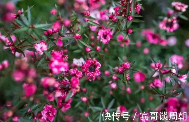 花朵|正月过后,有钱人都养5种花,不仅名字好听,花也漂亮