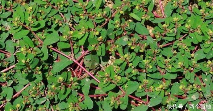 家乡|这个野草,如生在您的家乡,请善待,它真的很珍贵