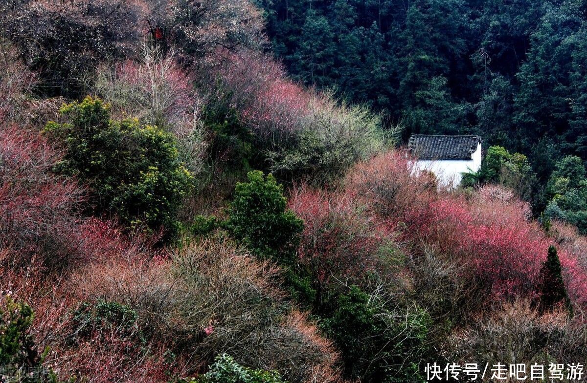 古村落|卖花渔村，只卖花不打渔的千年古村落，私藏了万亩的粉红梅花海