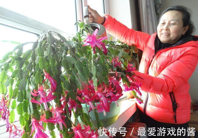 观赏价值|冬季盛开的4种花卉,越冷越开花,家中养2盆,美极了