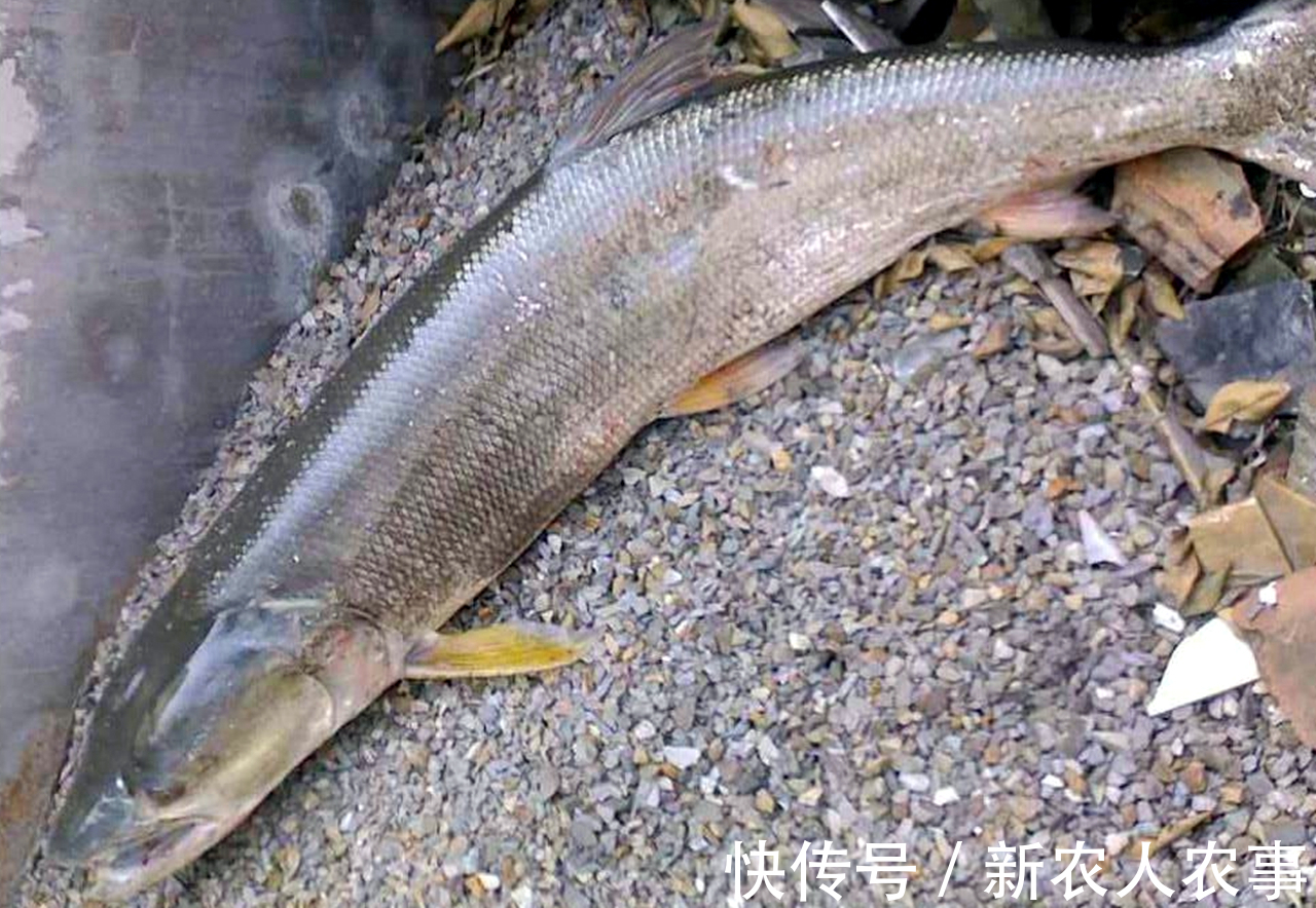 湖南一男子小河道里野钓,意外收获巨型“铜头鱼”,钓鱼人:罕见