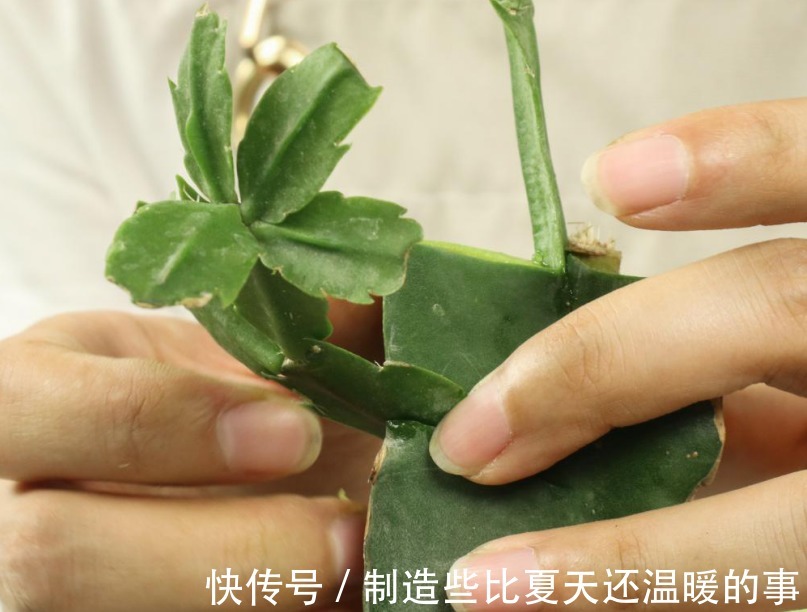养护蟹爪兰，要注意8个要点，才能开出仙气飘飘花