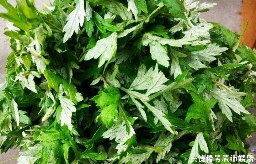 湿气|艾叶煮水太厉害了，每天喝一杯，男女都离不开，现在清楚也不迟